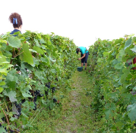 Vignoble Francis Boulard & Fille - Champagne Vendanges 2011